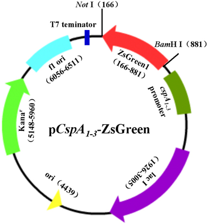 卵白质表达与纯化实验