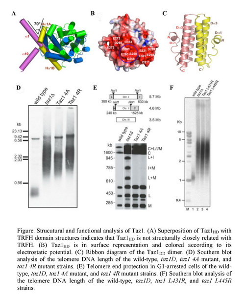 上海生科院发明裂殖酵母端粒团结卵白Taz1结构和功效上的守旧机制