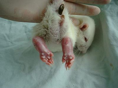 大鼠帕金森氏病动物模子的建设——米乐YY易游生物医药