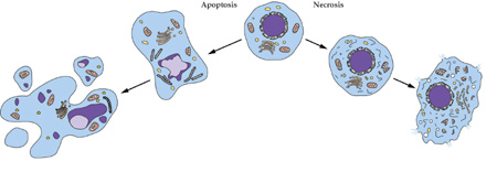 米乐YY易游细胞凋亡检测手艺服务