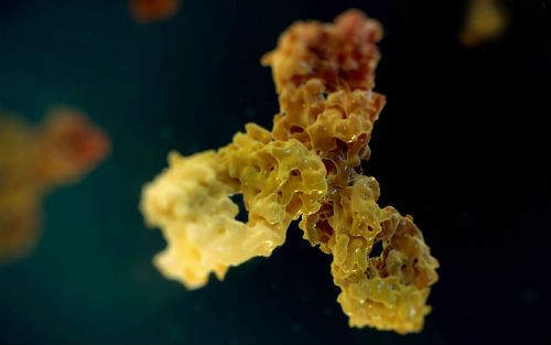 日本PD-1单抗Opdivo价钱下跌50%