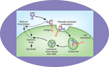米乐YY易游ADC临床前服务之ADC作用机制