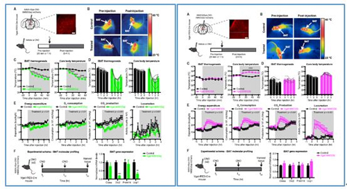 对神经元的激活会镌汰棕色脂肪产能，，，，，，镌汰身体运动，，，，，，从而抑制能量的消耗；；；；；；相反，，，，，，抑制神经元会提高能量的消耗。。。。。。。