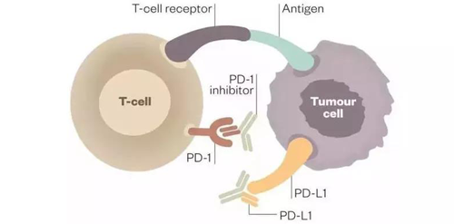 PD-1/PD-L1抗体可以与PD-1受体或PD-L1受体配体团结