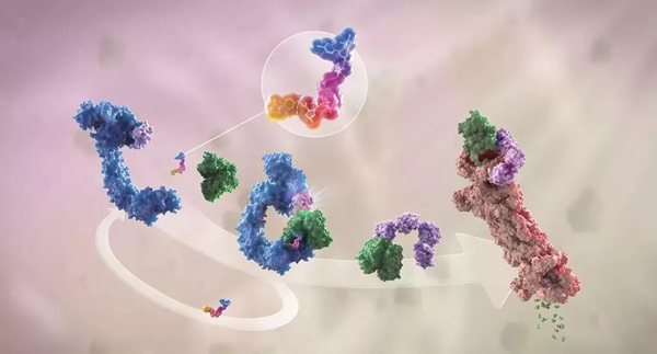 卵白降解剂（多色）团结了1个靶卵白（绿色）和1个E3泛素毗连酶（蓝色），，，，，，，驱动基于卵白酶体（橙色）的靶卵白泛素化（紫色）和降解。。。。。。。