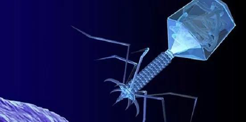 噬菌体疗法、溶瘤病毒，，，，，以及构建细胞表达载体的病毒转染因子等都体现出病毒对人类善良温顺的一面