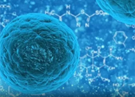 攻克三阴性乳腺癌，，，，，蜜蜂毒液竟是要害？？？？？？？