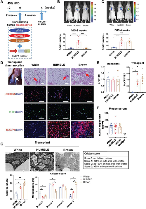 HUMBLE细胞重构小鼠的功效性脂肪细胞