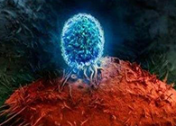 Nature：BATF3改善T细胞影象应答，，，，，有望改善免疫疗法的疗效