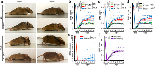 Hyper-IL-6增进功效恢复(泉源：Nature)
