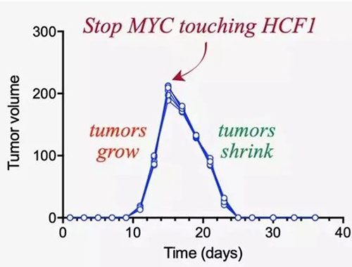 可以“融化”肿瘤的卵白质，，，，，你一定没有听说过！