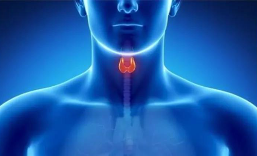 Science速递 | 揭开甲状腺的神秘面纱，，，，，开启代谢药物新征程