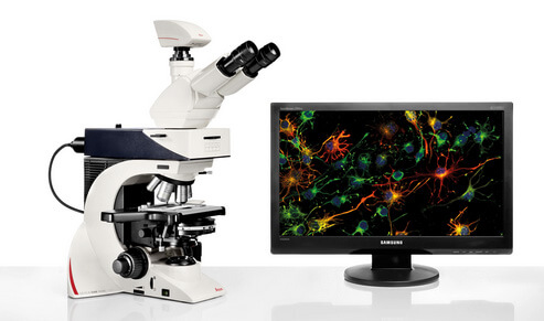Leica荧鲜明微镜