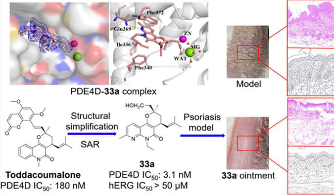 发明用于局部治疗牛皮癣的新型PDE4抑制剂，，，，，，，小鼠、大鼠和人肝微粒体的代谢稳固性实验通过米乐YY易游测定