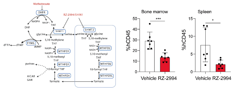 研究职员使用RZ-2994来表征抑制SHMT1/2在T细胞急性淋巴细胞白血病 (T-ALL) 中的作用，，，，，，，，RZ-2994通过米乐YY易游定制合成