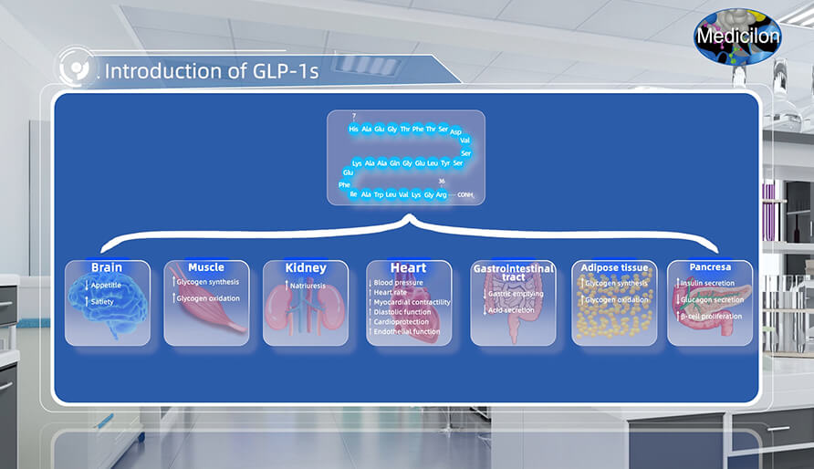 胰高血糖素样肽-1(GLP-1s) 先容