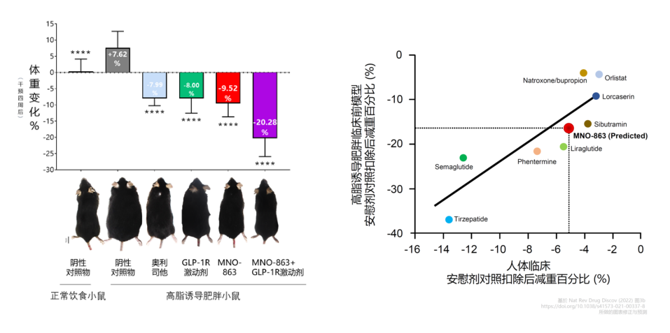 4周降低近10%体重！米乐YY易游助力慕恩生物MNO-863活菌生物药获批临床