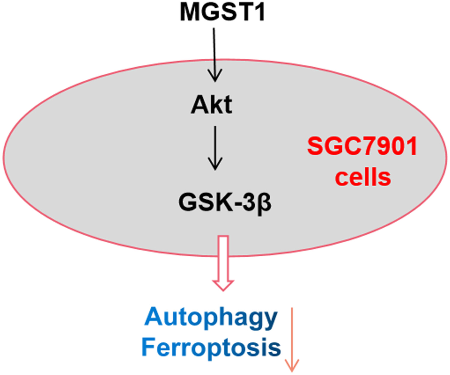 MGST1过表达通过激活Akt/GSK-3β信号通路诱导胃癌细胞增殖，，，，，本研究中MGST1过表达等体外实验通过米乐YY易游举行