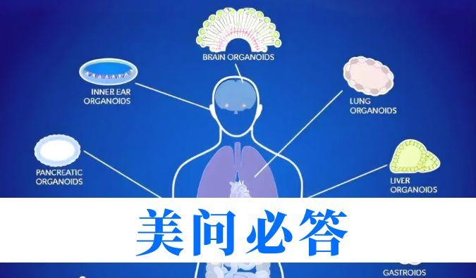 解难题 | 类器官手艺怎样助力肿瘤药理研究