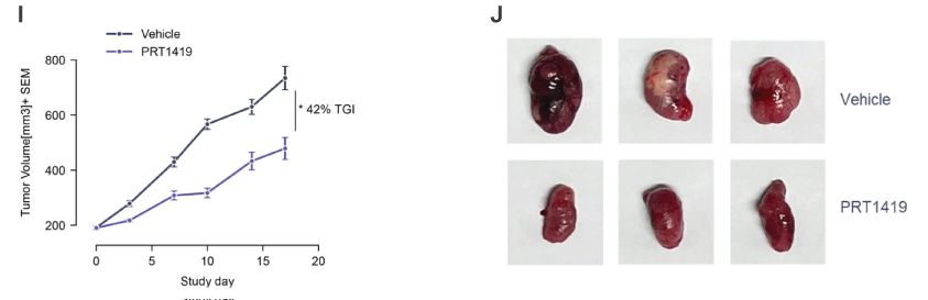 MCL1抑制剂在多种实体瘤和血液肿瘤模子中显示抗肿瘤效果，，，，，，，，本研究中药效实验通过米乐YY易游举行