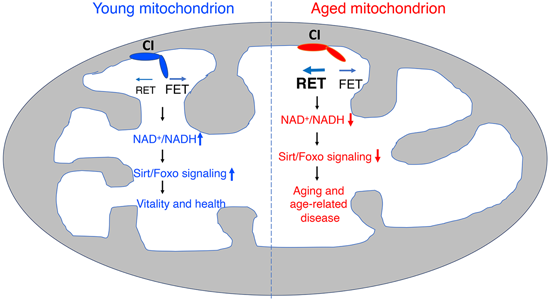 特异性RET抑制剂CPT可改善阿尔茨海默病！！！！！。。，，，，，，，本研究中CPT由米乐YY易游化学部分合成