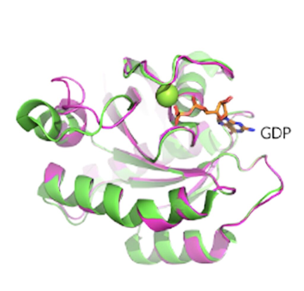 KRAS G12D晶体结构展现了卵白质的构象和 GDP 团结状态。。。。。。。.jpeg